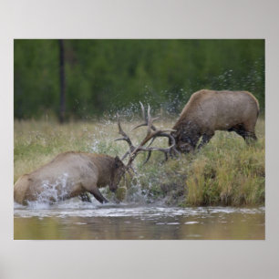Elk Bulls vechtend, Yellowstone NP, Wyoming Poster
