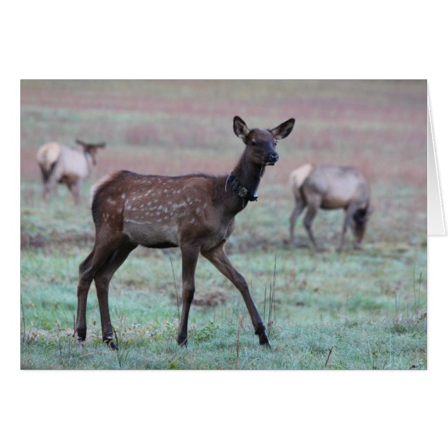 Elk Calf (Voorkant Horizontaal)