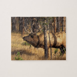 elk, Cervus elaphus, stier bazuint in een uitgebra Legpuzzel
