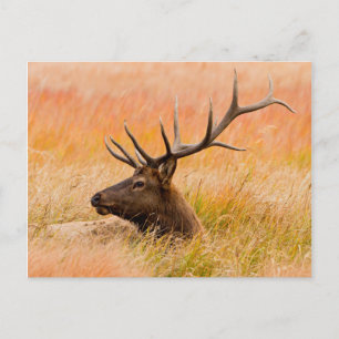 Elk (Cervus Elephus) Resting In Meadow Grass Briefkaart
