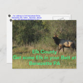 Elk County Benezette PA Briefkaart (Voorkant / Achterkant)