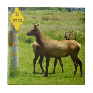 Elk Crossing California Wildlife Fotografie Tegeltje