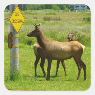 Elk Crossing California Wildlife Fotografie Vierkante Sticker