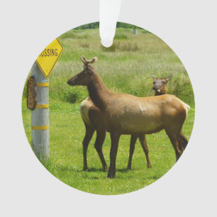 Elk Crossing California Wildlife Photography