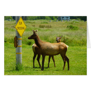 Elk Crossing California Wildlife Photography