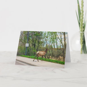 Elk Crossing Street Kaart