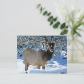 Elk dans la carte postale Neige (Debout devant)