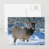 Elk dans la carte postale Neige (Devant / Derrière)