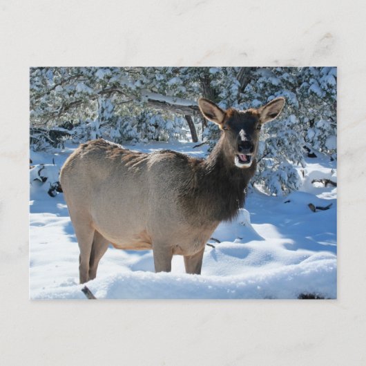 Elk dans la carte postale Neige (Devant)