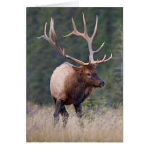 Elk de montagne Rocky
