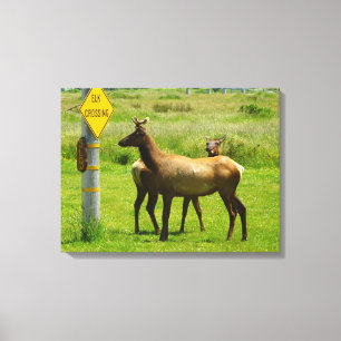 Elk die de weg oversteken California natuurfotogra Canvas Afdruk