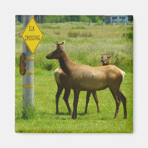 Elk die de weg oversteken California natuurfotogra Magneet
