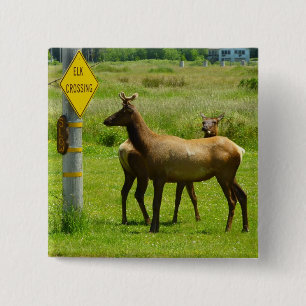 Elk die de weg oversteken Californië Wildlife Foto Vierkante Button 5,1 Cm