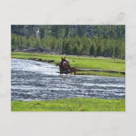Elk en Baby in de rivier Briefkaart