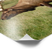 Elk Foto Afdruk (Hoek)