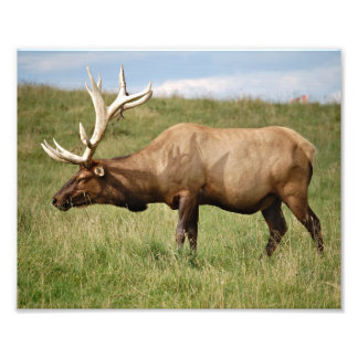 Elk Foto Afdruk