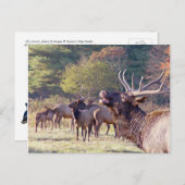 Elk Herd Briefkaart (Voorkant / Achterkant)