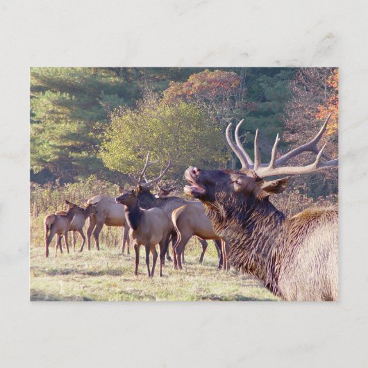 Elk Herd Briefkaart (Voorkant)
