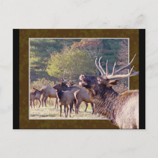 Elk Herd Briefkaart 2