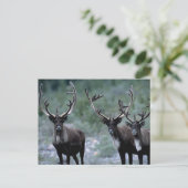 Elk Herd | Mt. Baring, Washington Briefkaart (Staand voorkant)