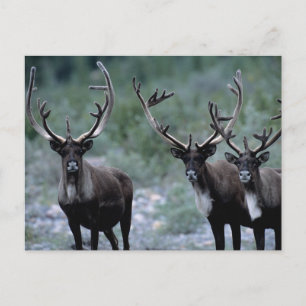 Elk Herd   Mt. Baring, Washington Briefkaart