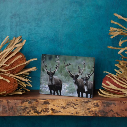 Elk Herd | Mt. Baring, Washington Fotoplaat (Zijkant)