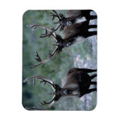 Elk Herd | Mt. Baring, Washington Magneet (Verticaal)