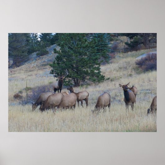 Elk Herd Poster (Voorkant)