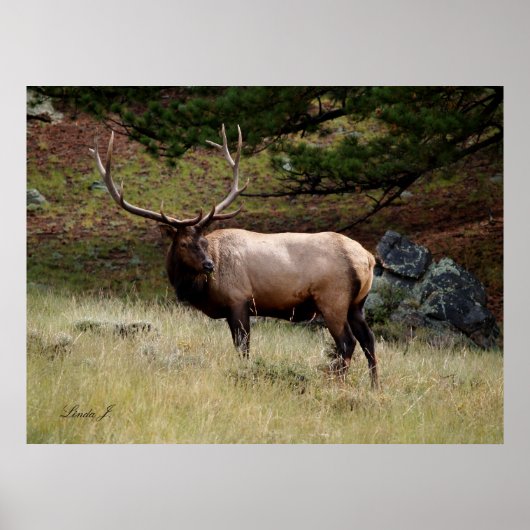 Elk in de Wild Poster (Voorkant)
