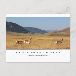 Elk in een veld Briefkaarten