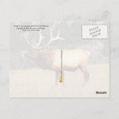 Elk in Fort Niobrara Nationaal Vluchtelingschap Briefkaart (Achterkant)