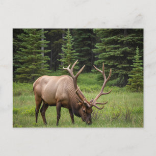 Elk in het Banff National Park in Canada Briefkaart