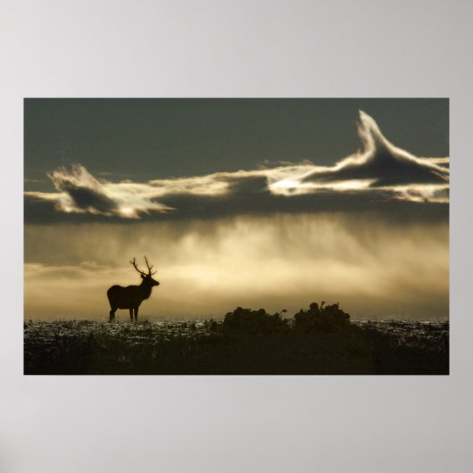 elk in het hoefijzer park rmnp poster (Voorkant)