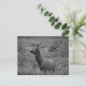 Elk in het nationale park Rocky Mountain Briefkaart (Staand voorkant)