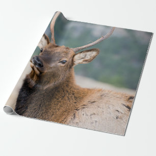 ELK IN ROCKY MOUNTAIN NATIONAL PARK - ELK HERDS GR CADEAUPAPIER