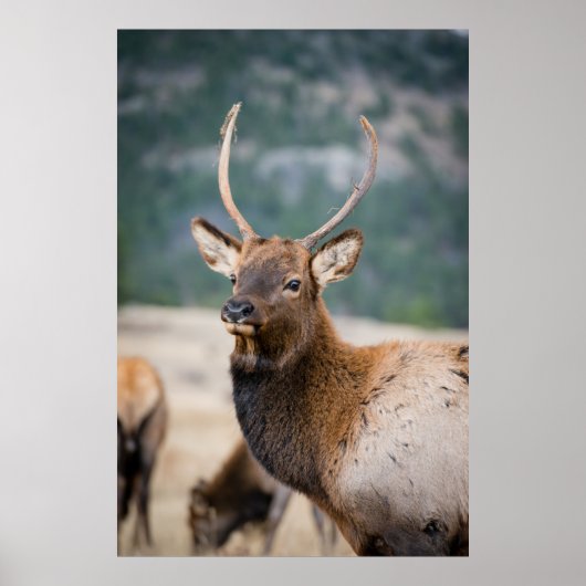 ELK IN ROCKY MOUNTAIN NATIONAL PARK - ELK HERDS GR POSTER (Voorkant)