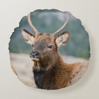 ELK IN ROCKY MOUNTAIN NATIONAL PARK - ELK HERDS GR ROND KUSSEN