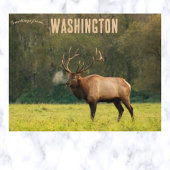 Elk in Washington USA Briefkaart