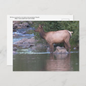 Elk Kow passeert de rivier vroeg in de ochtend. Briefkaart (Voorkant / Achterkant)