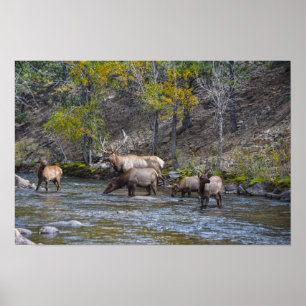 Elk kudde in de Big Thompson rivier Poster