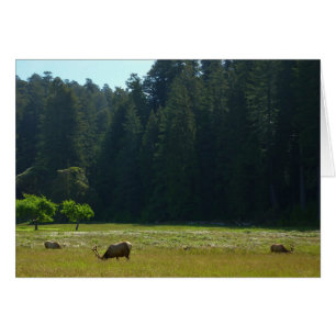 Elk Meadow at Redwood National Park
