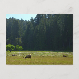 Elk Meadow in Redwood National Park Briefkaart