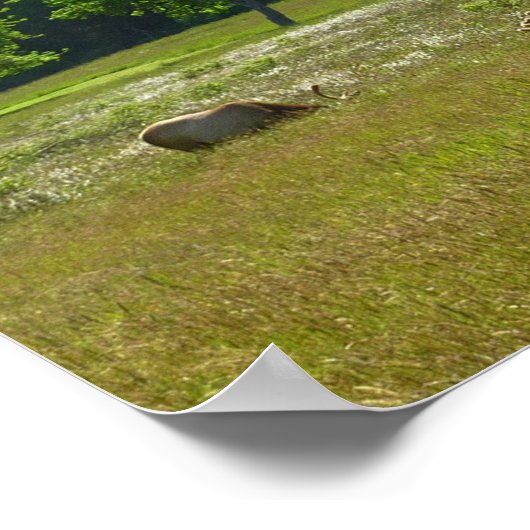 Elk Meadow in Redwood National Park Poster (Hoek)