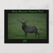 Elk, Milner Pass Briefkaart (Voorkant)