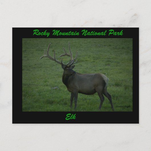 Elk, Milner Pass Briefkaart (Voorkant)