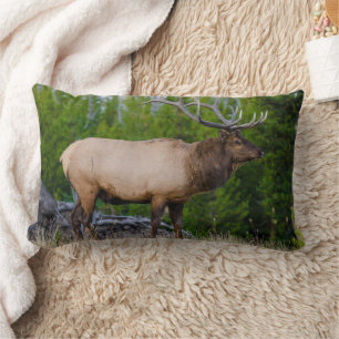 Elk Nationaal park Yellowstone Wyoming Kussen