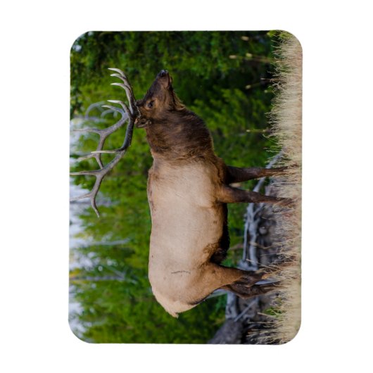 Elk | Nationaal park Yellowstone Wyoming Magneet (Verticaal)