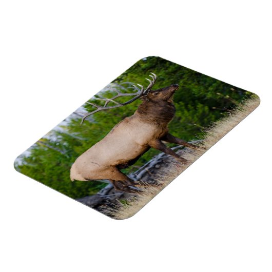 Elk | Nationaal park Yellowstone Wyoming Magneet (Linkerzijde)