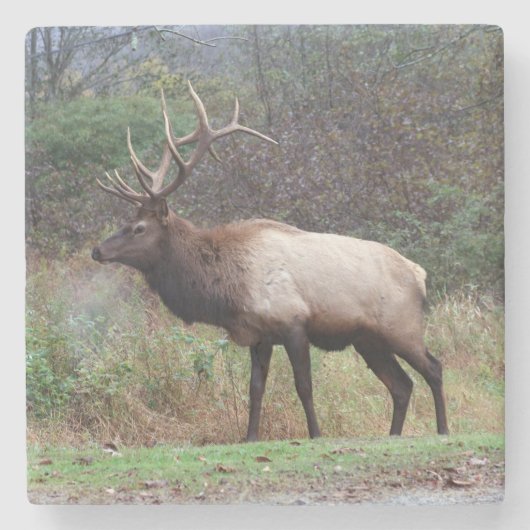 Elk Onderzetter (Voorkant)