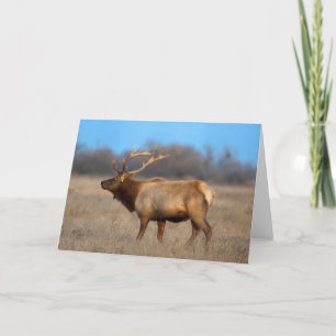 Elk profiel in het najaar kaart